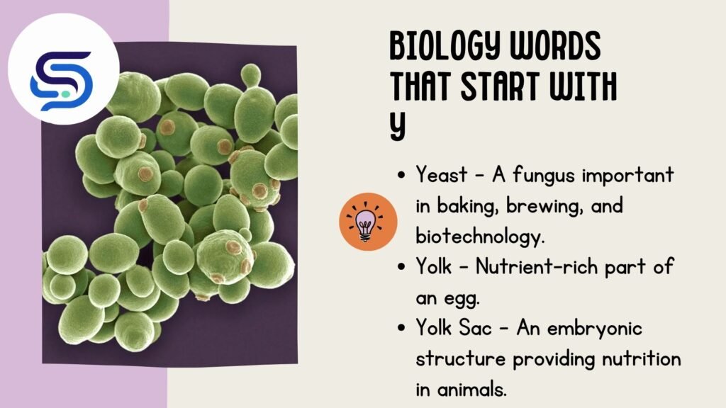 Biology Words That Start With Y